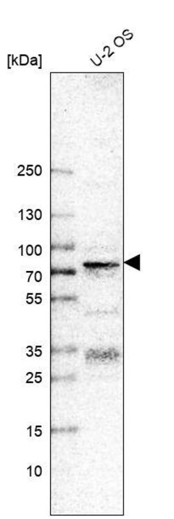 Transcription factor E3 Antibody (CL12810) - Azide and BSA Free, Novus