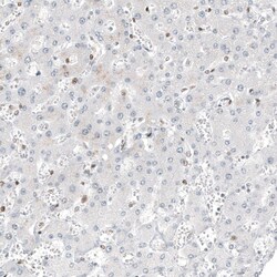 Transcription factor E3 Antibody (CL12810) - Azide and BSA Free, Novus