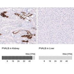 Parvalbumin Antibody (CL15070) - Azide and BSA Free, Novus Biologicals™