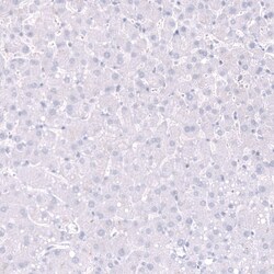 Parvalbumin Antibody (CL15070) - Azide and BSA Free, Novus Biologicals