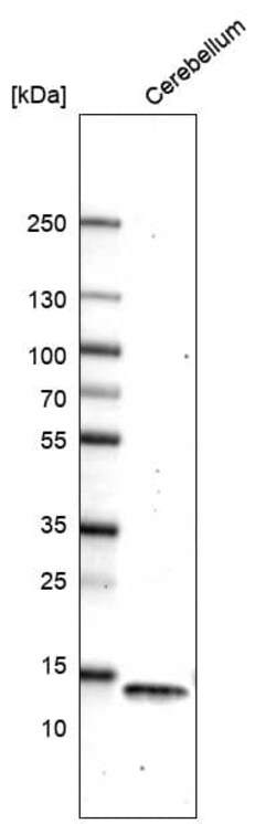 Parvalbumin Antibody (CL15070) - Azide and BSA Free, Novus Biologicals