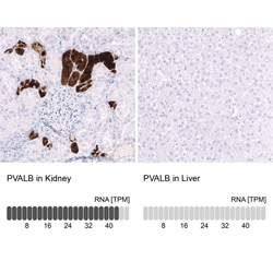Parvalbumin Antibody (CL15073) - Azide and BSA Free, Novus Biologicals