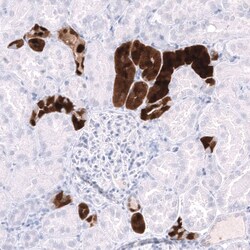 Parvalbumin Antibody (CL15073) - Azide and BSA Free, Novus Biologicals