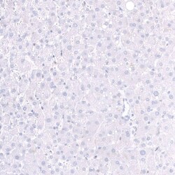 Parvalbumin Antibody (CL15073) - Azide and BSA Free, Novus Biologicals