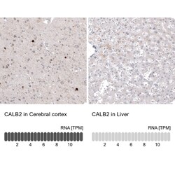 Calretinin Antibody (CL12836) - Azide and BSA Free, Novus Biologicals™