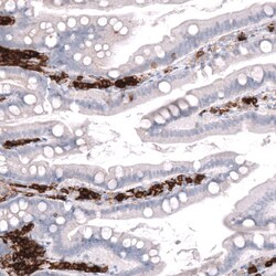 CD38 Antibody (CL15572) - Azide and BSA Free, Novus Biologicals 100 ul;
