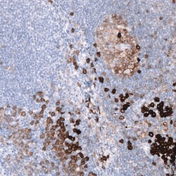 CD38 Antibody (CL15572) - Azide and BSA Free, Novus Biologicals 100 ul;