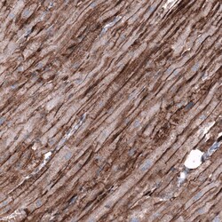 Cadherin-13 Antibody (CL15368) - Azide and BSA Free, Novus Biologicals