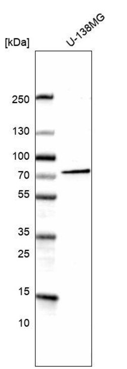Cadherin-13 Antibody (CL15368) - Azide and BSA Free, Novus Biologicals