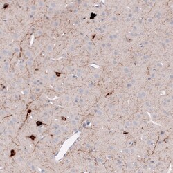 Somatostatin Antibody (CL15076) - Azide and BSA Free, Novus Biologicals