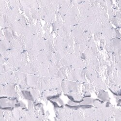 Somatostatin Antibody (CL15076) - Azide and BSA Free, Novus Biologicals