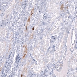 Nociceptin Antibody (CL15085) - Azide and BSA Free, Novus Biologicals 100