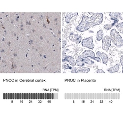 Nociceptin Antibody (CL15085) - Azide and BSA Free, Novus Biologicals 100