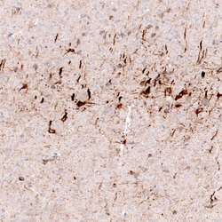Nociceptin Antibody (CL15085) - Azide and BSA Free, Novus Biologicals 100