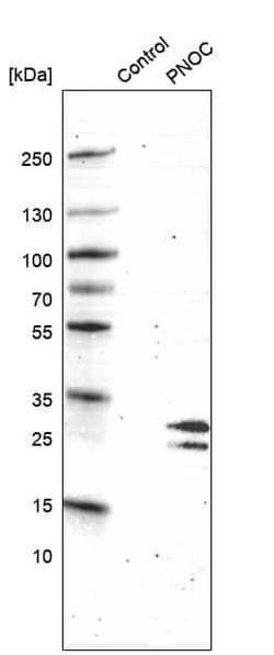 Nociceptin Antibody (CL15085) - Azide and BSA Free, Novus Biologicals 100