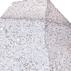 Melan-A/MART-1 Antibody (CL12874) - Azide and BSA Free, Novus Biologicals