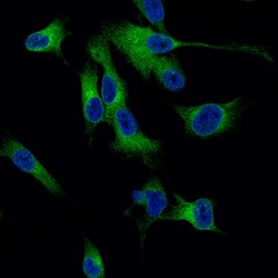 Melan-A/MART-1 Antibody (CL12874) - Azide and BSA Free, Novus Biologicals