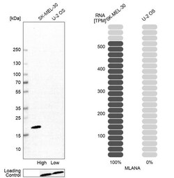 Melan-A/MART-1 Antibody (CL12874) - Azide and BSA Free, Novus Biologicals