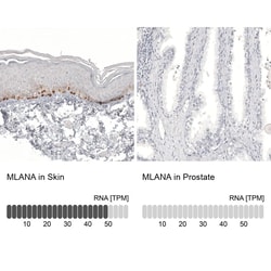 Melan-A/MART-1 Antibody (CL12863) - Azide and BSA Free, Novus Biologicals