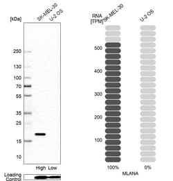 Melan-A/MART-1 Antibody (CL12863) - Azide and BSA Free, Novus Biologicals