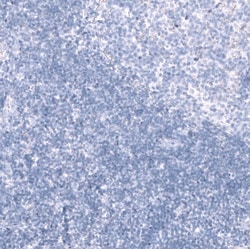 Nectin-3/PVRL3 Antibody (CL15364) - Azide and BSA Free, Novus Biologicals 100 &mu;L | Buy Online | Novus Biologicals | Fisher Scientific