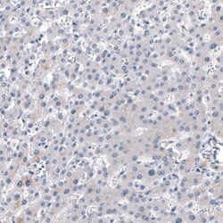 Chromogranin B Antibody (CL11404) - Azide and BSA Free, Novus Biologicals