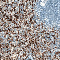 HO-1/HMOX1/HSP32 Antibody (CL11669) - Azide and BSA Free, Novus Biologicals