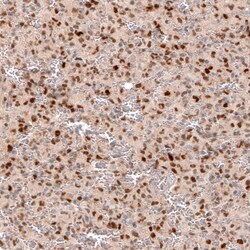 SOX4 Antibody (CL5634) - Azide and BSA Free, Novus Biologicals 100 ul;