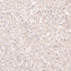 SOX4 Antibody (CL5634) - Azide and BSA Free, Novus Biologicals 100 ul;