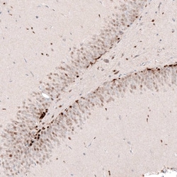 SOX4 Antibody (CL5634) - Azide and BSA Free, Novus Biologicals 100 ul;