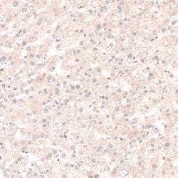 SOX4 Antibody (CL5665) - Azide and BSA Free, Novus Biologicals 100 ul;