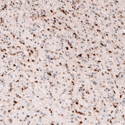 SOX4 Antibody (CL5665) - Azide and BSA Free, Novus Biologicals 100 ul;