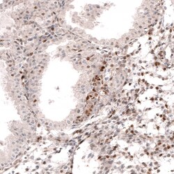 SOX4 Antibody (CL5665) - Azide and BSA Free, Novus Biologicals 100 ul;