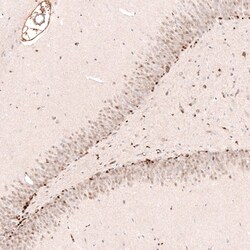 SOX4 Antibody (CL5665) - Azide and BSA Free, Novus Biologicals 100 ul;