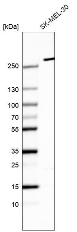 myosin X Antibody (CL9025) - Azide and BSA Free, Novus Biologicals 100