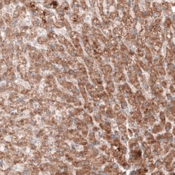 G6PC Antibody (CL5817) - Azide and BSA Free, Novus Biologicals 100 ul;