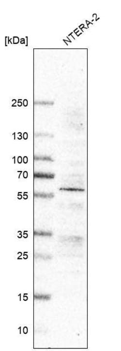RGM-A Antibody (CL11342) - Azide and BSA Free, Novus Biologicals 100 ul;
