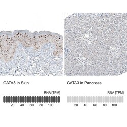 GATA-3 Antibody (CL8660) - Azide and BSA Free, Novus Biologicals 100 ul;