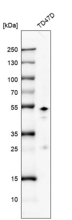 GATA-3 Antibody (CL8660) - Azide and BSA Free, Novus Biologicals 100 ul;