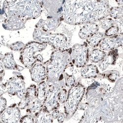 GATA-3 Antibody (CL8660) - Azide and BSA Free, Novus Biologicals 100 ul;
