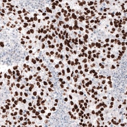 Nanog Antibody (CL5803) - Azide and BSA Free, Novus Biologicals 100 ul;