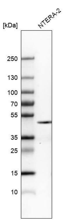 Nanog Antibody (CL5810) - Azide and BSA Free, Novus Biologicals 100 ul;