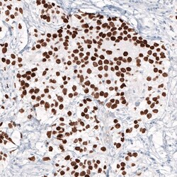 Nanog Antibody (CL5810) - Azide and BSA Free, Novus Biologicals 100 ul;