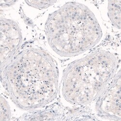 Nanog Antibody (CL5810) - Azide and BSA Free, Novus Biologicals 100 ul;