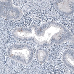 Astrin Antibody (CL10078) - Azide and BSA Free, Novus Biologicals 100 ul;