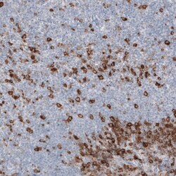 Astrin Antibody (CL10078) - Azide and BSA Free, Novus Biologicals 100 ul;