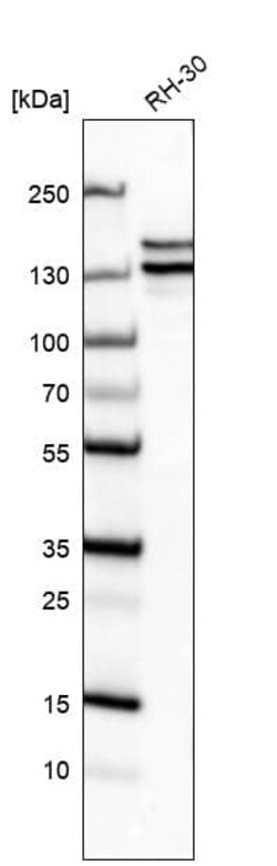 Astrin Antibody (CL10078) - Azide and BSA Free, Novus Biologicals 100 ul;