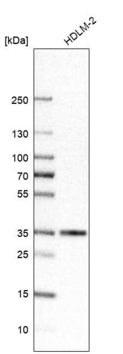 HLA DRA Antibody (CL10964) - Azide and BSA Free, Novus Biologicals 100