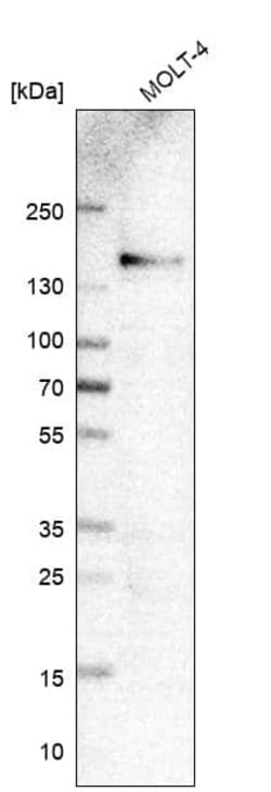 Integrin alpha 4/CD49d Antibody (CL11294) - Azide and BSA Free, Novus Biologicals