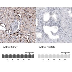 Pax2 Antibody (CL9469) - Azide and BSA Free, Novus Biologicals 100 ul;